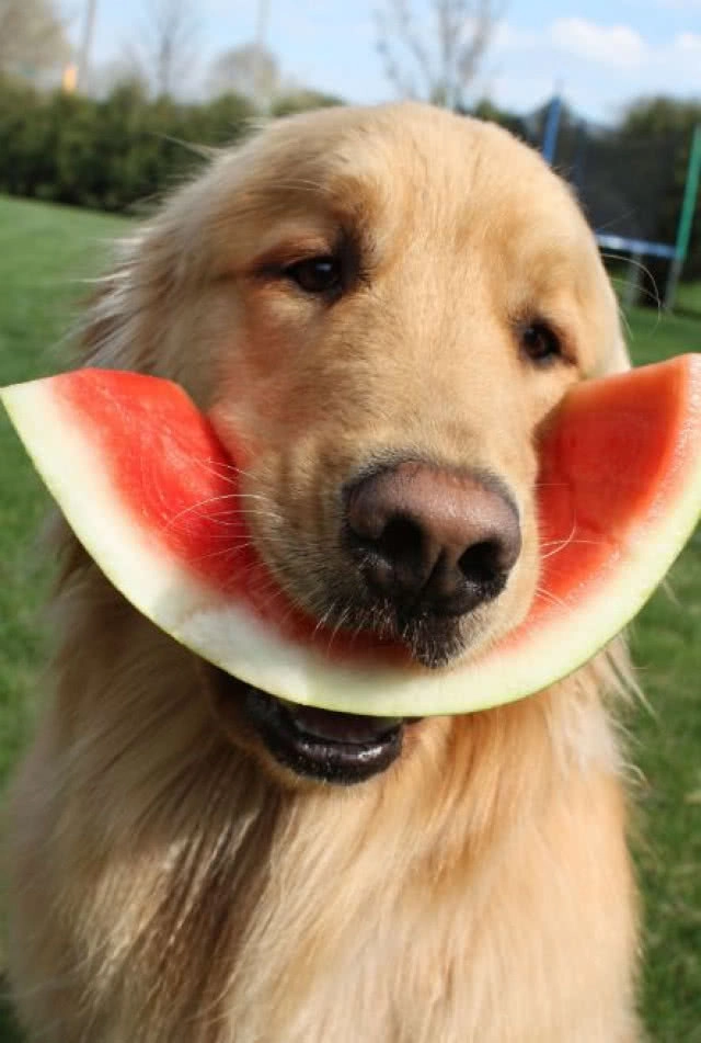 เทรนด์สุดฮิตในอเมริกา!!! แชร์คลิปหมากินแตงโมลงโซเชียล