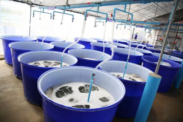 "ฟาร์มทะเลตัวอย่าง" ตามพระราชดำริสมเด็จพระบรมราชินีนาถ