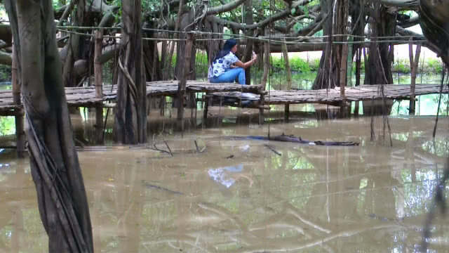 แหล่งท่องเที่ยวใหม่ในโคราช!! ไทรงามต้นเดียว แผ่กิ่งคลุมพื้นที่ 2 ไร่