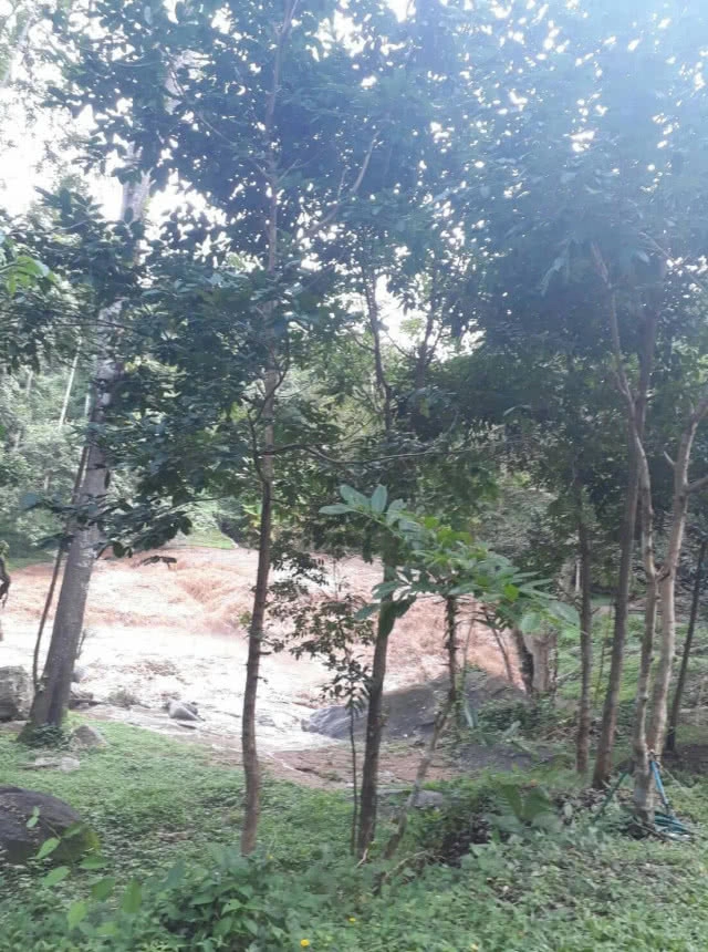 นักท่องเที่ยวต่างชาติติดค้างกลางน้ำตกแม่สา (มีคลิป)