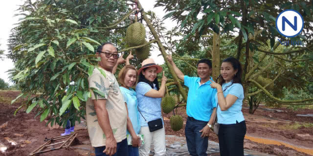 หนุ่มแปดริ้วประมูลทุเรียนหมอนทองยักษ์ลูกละ 84,000 บาท!