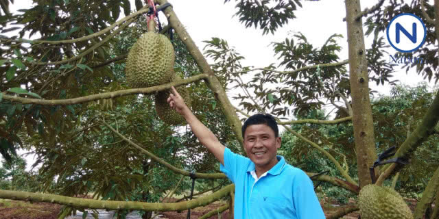 หนุ่มแปดริ้วประมูลทุเรียนหมอนทองยักษ์ลูกละ 84,000 บาท!