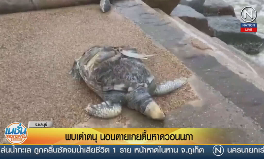 (คลิปข่าว) พบเต่าตนุ 50 กิโลกรัม นอนตายเกยหาดวอนนภา (คลิปข่าว) พบเต่าตนุ 50 กิโลกรัม นอนตายเกยหาดวอนนภา