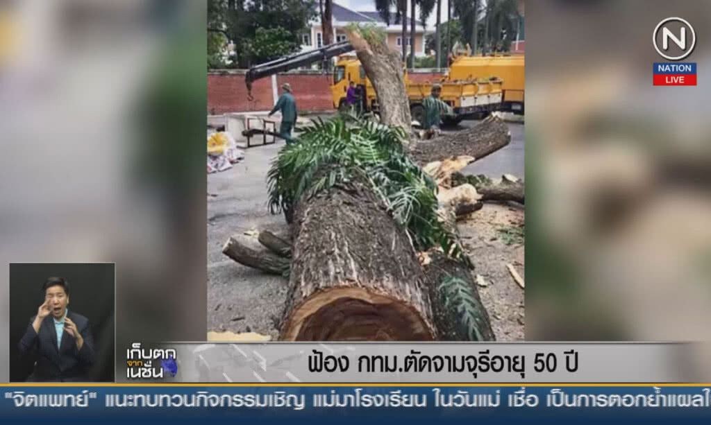 (คลิปข่าว) ฟ้อง กทม.ตัดต้นจามจุรีอายุ 50 ปี (คลิปข่าว) ฟ้อง กทม.ตัดต้นจามจุรีอายุ 50 ปี
