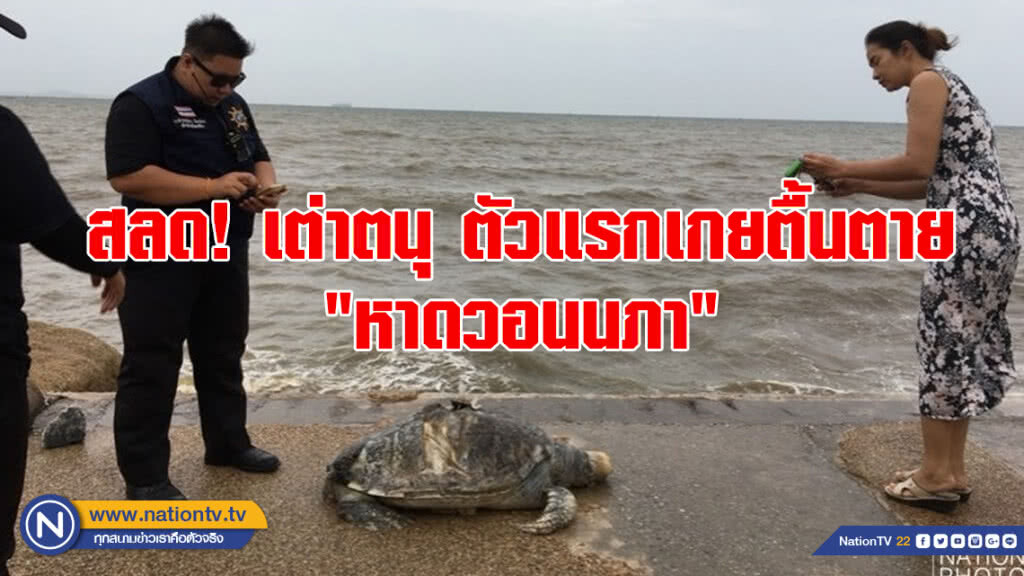 สลด! เต่าตนุ ตัวแรกเกยตื้นตาย "หาดวอนนภา"