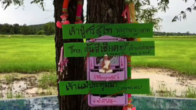 ชาวพะเยา แห่ขอโชคต้นสีเสียด