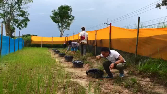 ชาวพะเยา แห่ขอโชคต้นสีเสียด