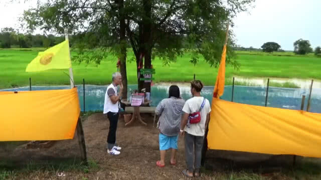 ชาวพะเยา แห่ขอโชคต้นสีเสียด