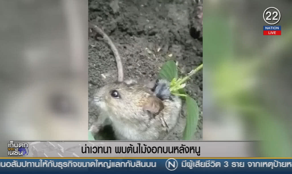 (คลิปข่าว) น่าเวทนา... พบต้นไม้งอกบนหลังหนู