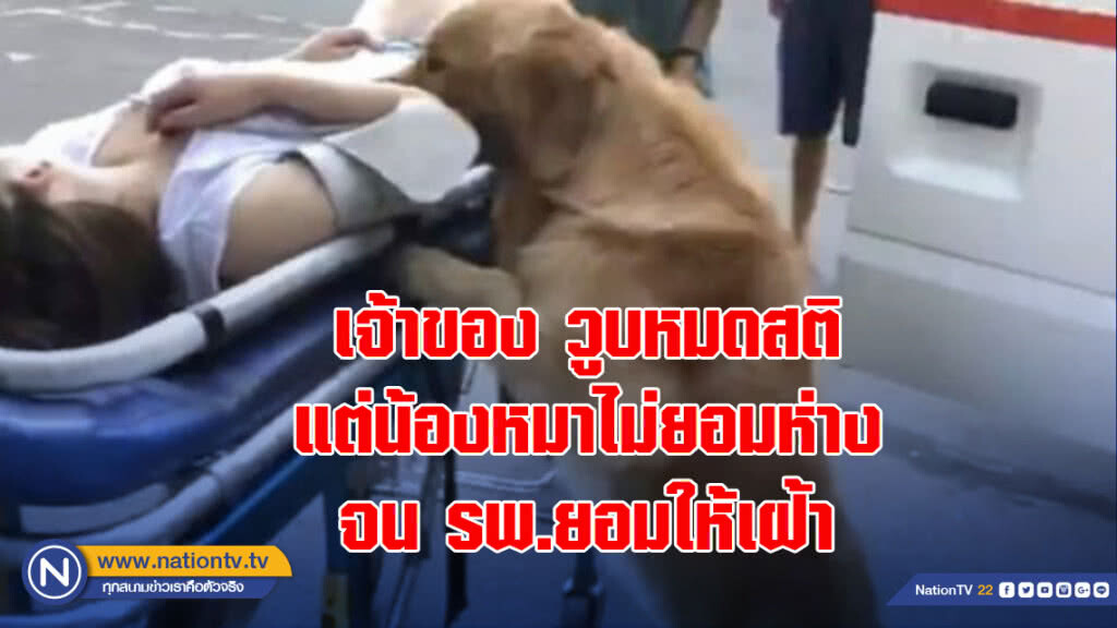 เจ้าของวูบหมดสติแต่น้องหมาไม่ยอมห่างจนรพ.ยอมให้เฝ้า