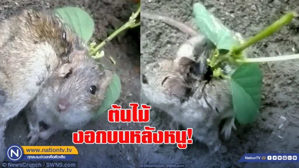พบต้นไม้ งอกบนหลังหนู