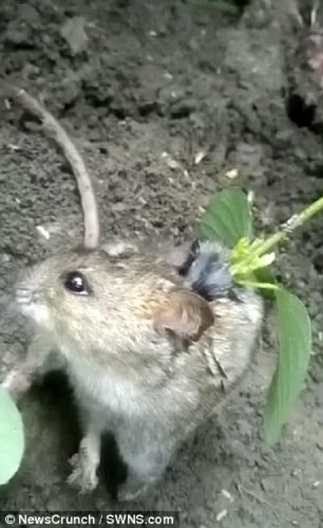 พบต้นไม้ งอกบนหลังหนู