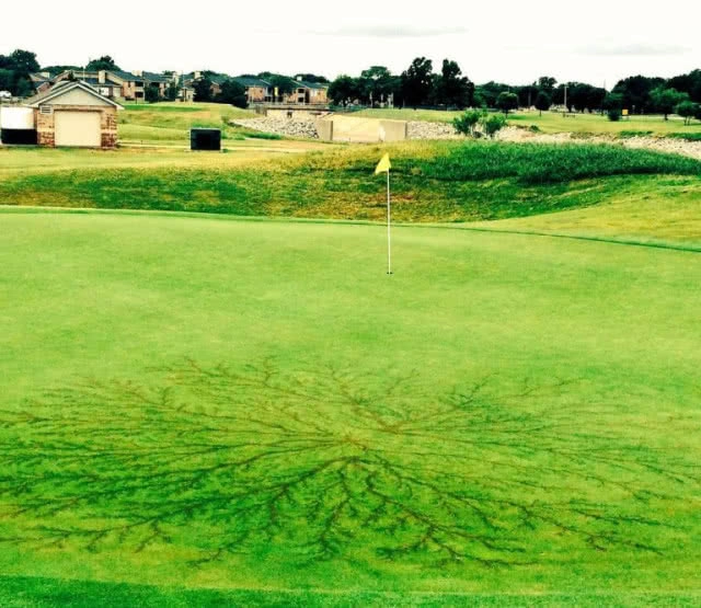 หาดูยากมาก! คนถูกฟ้าฝ่าที่รอดชีวิตมีรอยแผลเป็นรูปใบเฟิร์น