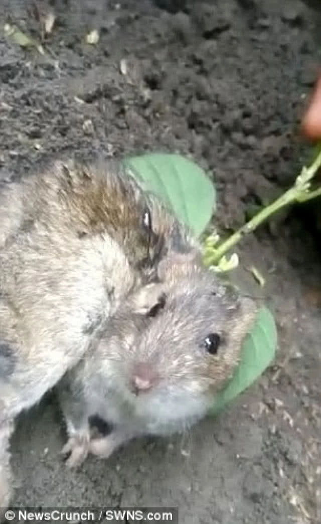 พบต้นไม้ งอกบนหลังหนู