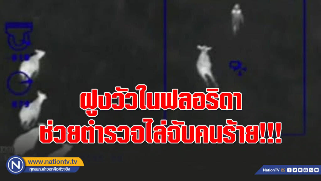 ปศุสัตว์ตัวอย่าง! ฝูงวัวในฟลอริดาช่วยตำรวจไล่จับคนร้ายวิ่งหนี
