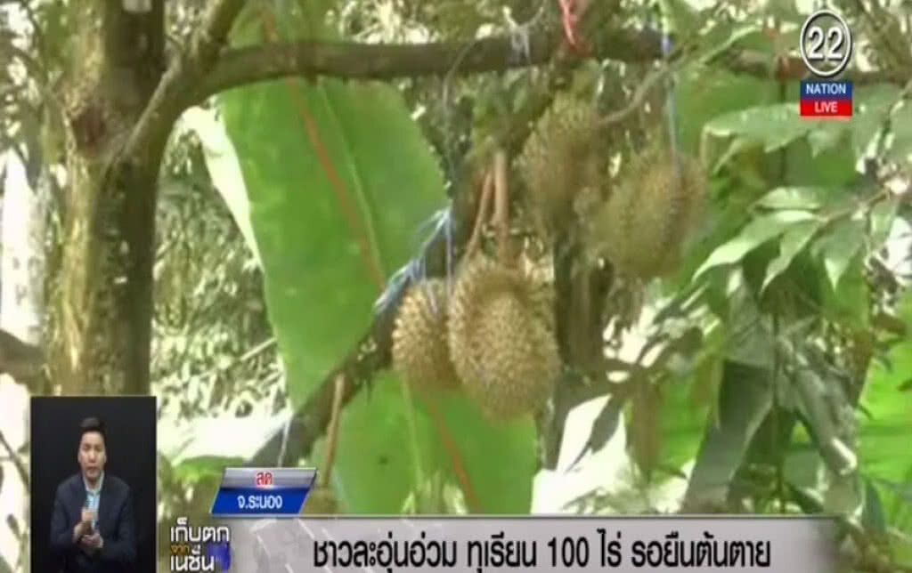 (คลิปข่าว) ชาวละอุ่นอ่วม ทุเรียนนับร้อยไร่ รอยืนต้นตาย (คลิปข่าว) ชาวละอุ่นอ่วม ทุเรียนนับร้อยไร่ รอยืนต้นตาย