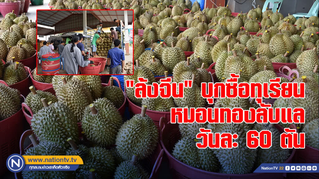 "ล้งจีน"บุกซื้อทุเรียนหมอนทองลับแล วันละ 60 ตัน คาดเงินสะพัดพันล้าน
