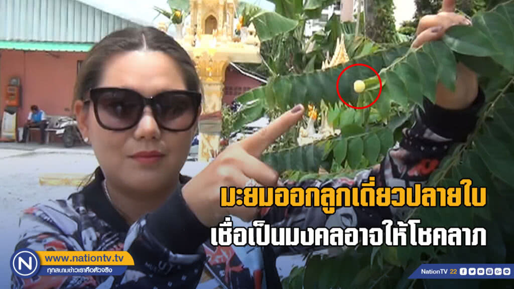 มะยมออกลูกเดี่ยวปลายใบ เชื่อเป็นมงคลอาจให้โชคลาภ