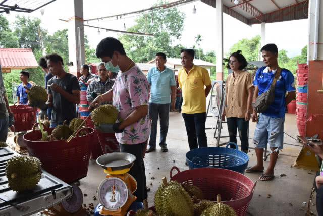 "ล้งจีน"บุกซื้อทุเรียนหมอนทองลับแล วันละ 60 ตัน คาดเงินสะพัดพันล้าน