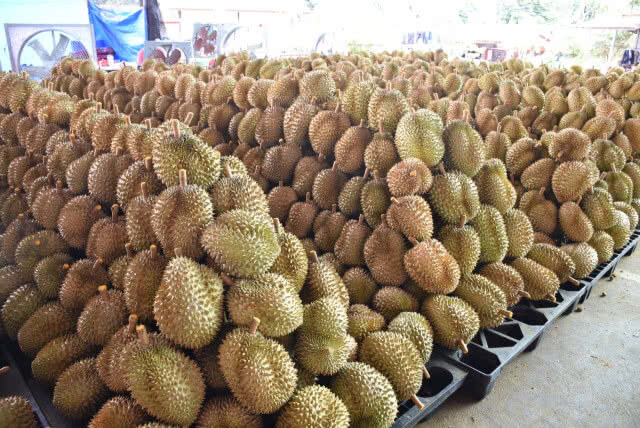 "ล้งจีน"บุกซื้อทุเรียนหมอนทองลับแล วันละ 60 ตัน คาดเงินสะพัดพันล้าน