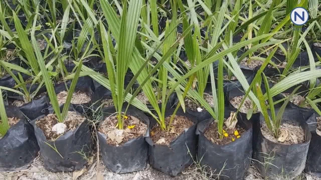 ฮือฮา!! เห็ดมือผีให้โชค....เจ้าของถูกล็อตเตอรี่หลายงวดติด