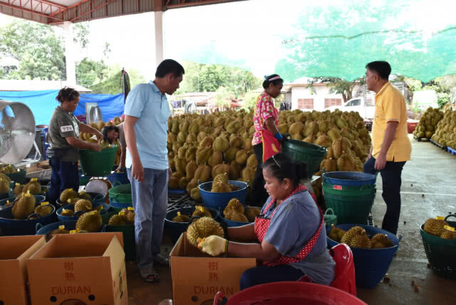 "ล้งจีน"บุกซื้อทุเรียนหมอนทองลับแล วันละ 60 ตัน คาดเงินสะพัดพันล้าน