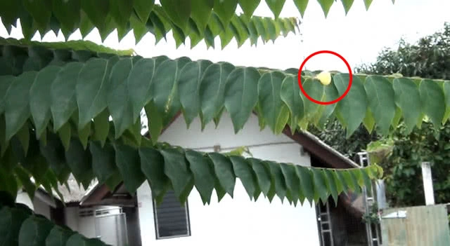 มะยมออกลูกเดี่ยวปลายใบ เชื่อเป็นมงคลอาจให้โชคลาภ