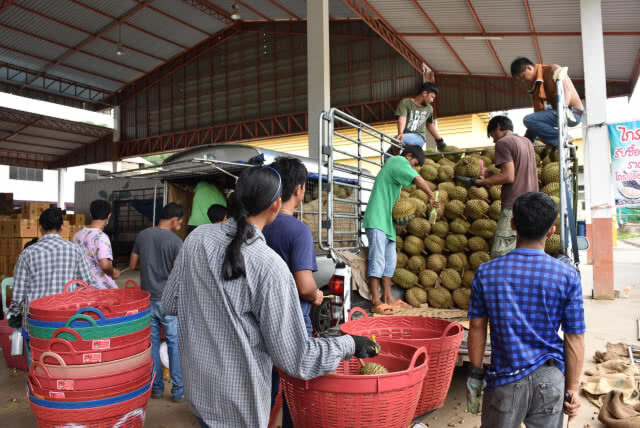"ล้งจีน"บุกซื้อทุเรียนหมอนทองลับแล วันละ 60 ตัน คาดเงินสะพัดพันล้าน
