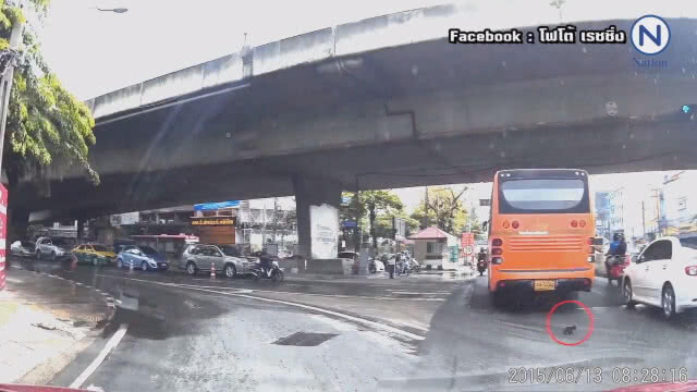 (คลิป) หนุ่มใจบุญ จอดรถช่วยลูกแมวกลาง 4 แยก