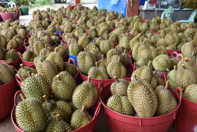 "ล้งจีน"บุกซื้อทุเรียนหมอนทองลับแล วันละ 60 ตัน คาดเงินสะพัดพันล้าน