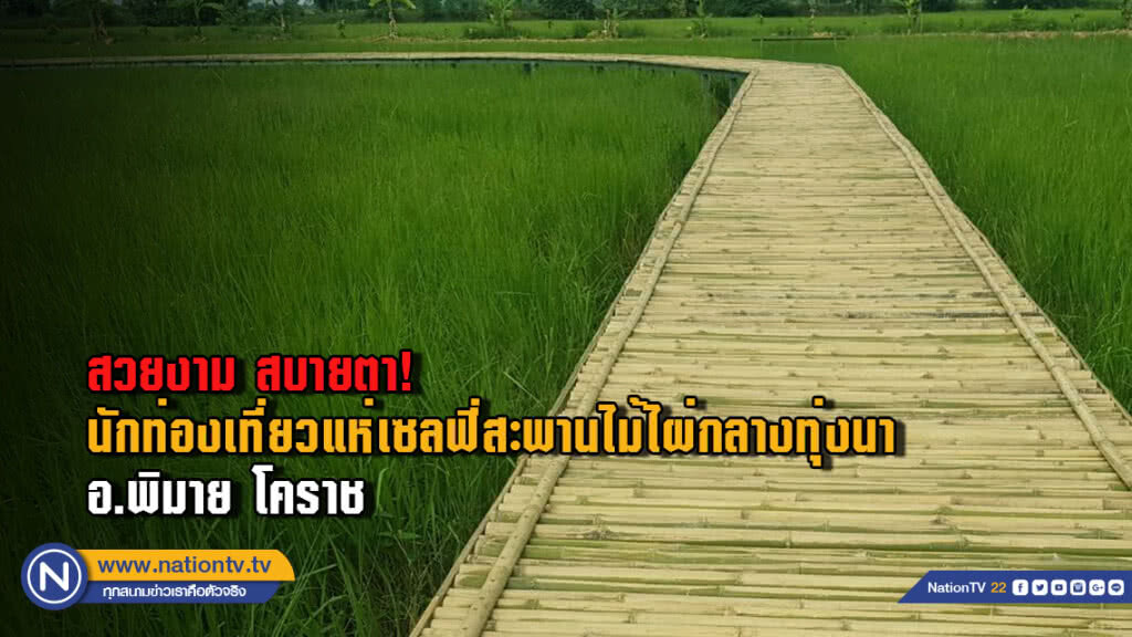 (มีคลิป) สวยงามสบายตา!.... นักท่องเที่ยวแห่เซลฟี่สะพานไม้ไผ่กลางทุ่งนาอ.พิมาย โคราช