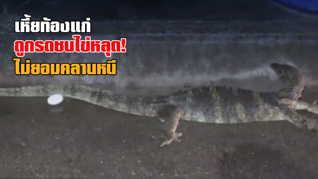 เหี้ยท้องแก่ ถูกรถชนไข่หลุด! ไม่ยอมคลานหนี เหี้ยท้องแก่ ถูกรถชนไข่หลุด! ไม่ยอมคลานหนี