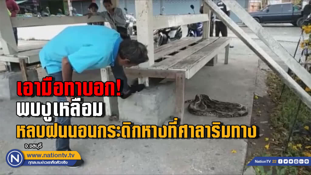 (คลิป) งูเหลือมหลบฝนนอนกระดิกหางที่ศาลาริมทาง (คลิป) งูเหลือมหลบฝนนอนกระดิกหางที่ศาลาริมทาง