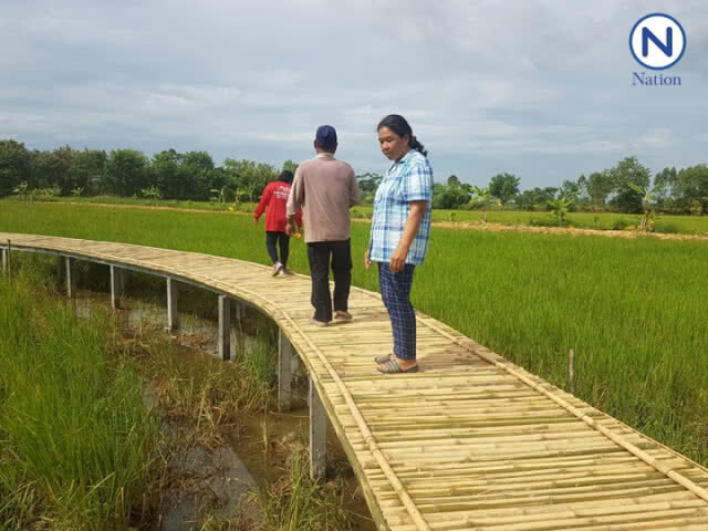 (มีคลิป) สวยงามสบายตา!.... นักท่องเที่ยวแห่เซลฟี่สะพานไม้ไผ่กลางทุ่งนาอ.พิมาย โคราช