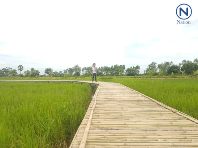 (มีคลิป) สวยงามสบายตา!.... นักท่องเที่ยวแห่เซลฟี่สะพานไม้ไผ่กลางทุ่งนาอ.พิมาย โคราช