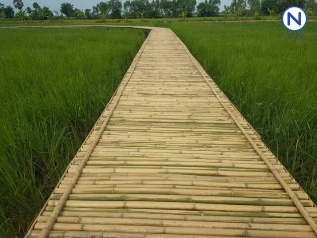 (มีคลิป) สวยงามสบายตา!.... นักท่องเที่ยวแห่เซลฟี่สะพานไม้ไผ่กลางทุ่งนาอ.พิมาย โคราช