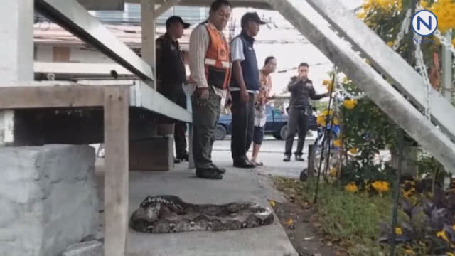 (คลิป) งูเหลือมหลบฝนนอนกระดิกหางที่ศาลาริมทาง
