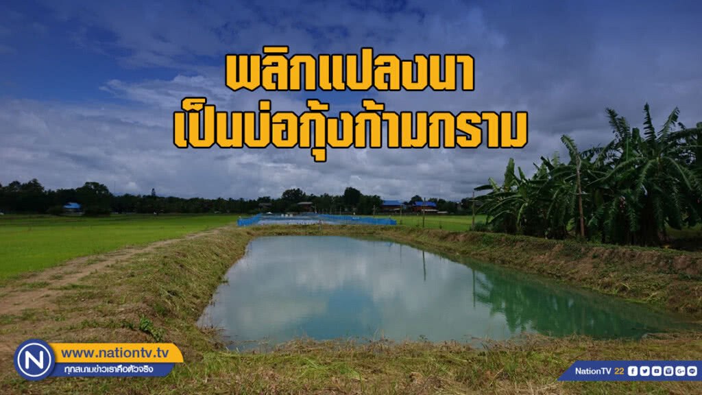 พลิกแปลงนาเป็นบ่อกุ้งก้ามกราม สร้างรายได้งาม พลิกแปลงนาเป็นบ่อกุ้งก้ามกราม สร้างรายได้งาม