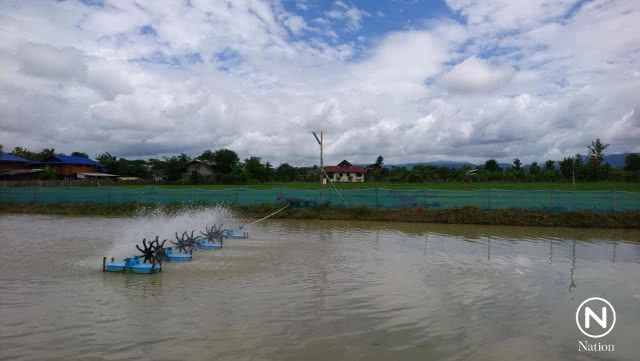 พลิกแปลงนาเป็นบ่อกุ้งก้ามกราม สร้างรายได้งาม