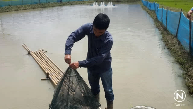 พลิกแปลงนาเป็นบ่อกุ้งก้ามกราม สร้างรายได้งาม
