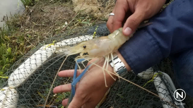 พลิกแปลงนาเป็นบ่อกุ้งก้ามกราม สร้างรายได้งาม