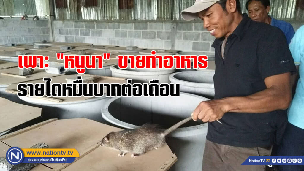 (คลิป) หนุ่มโคราชผุดไอเดีย!!! เลี้ยง"หนูนา"ในบ่อปูนขายทำอาหาร สร้างรายได้นับหมื่นบาทต่อเดือน (คลิป) หนุ่มโคราชผุดไอเดีย!!! เลี้ยง"หนูนา"ในบ่อปูนขายทำอาหาร สร้างรายได้นับหมื่นบาทต่อเดือน