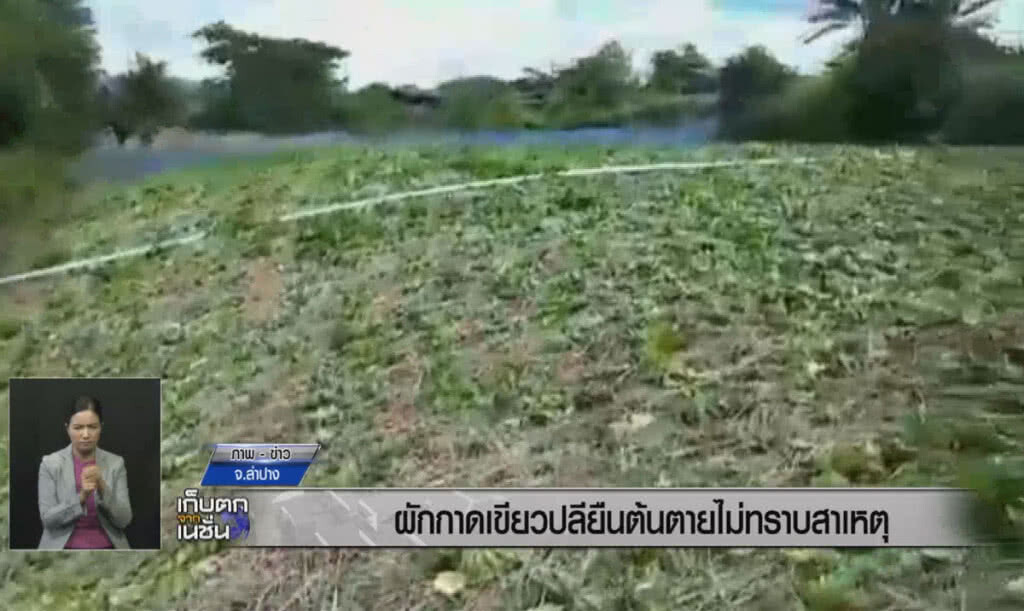 (คลิปข่าว) แปลงผักกาดเขียวปลีเหี่ยวเฉา-ยืนต้นตาย ไม่ทราบสาเหตุ (คลิปข่าว) แปลงผักกาดเขียวปลีเหี่ยวเฉา-ยืนต้นตาย ไม่ทราบสาเหตุ