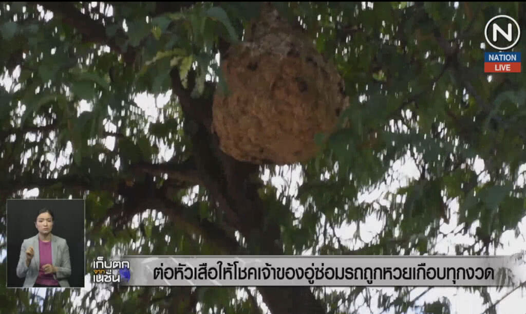 (คลิปข่าว) ต่อหัวเสือให้โชคเจ้าของอู่ซ่อมรถ ถูกหวยเกือบทุกงวด (คลิปข่าว) ต่อหัวเสือให้โชคเจ้าของอู่ซ่อมรถ ถูกหวยเกือบทุกงวด
