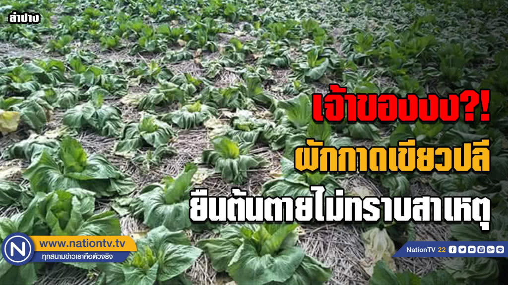แปลงผักกาดเขียวปลี เหี่ยวเฉา-ยืนต้นตายไม่ทราบสาเหตุ