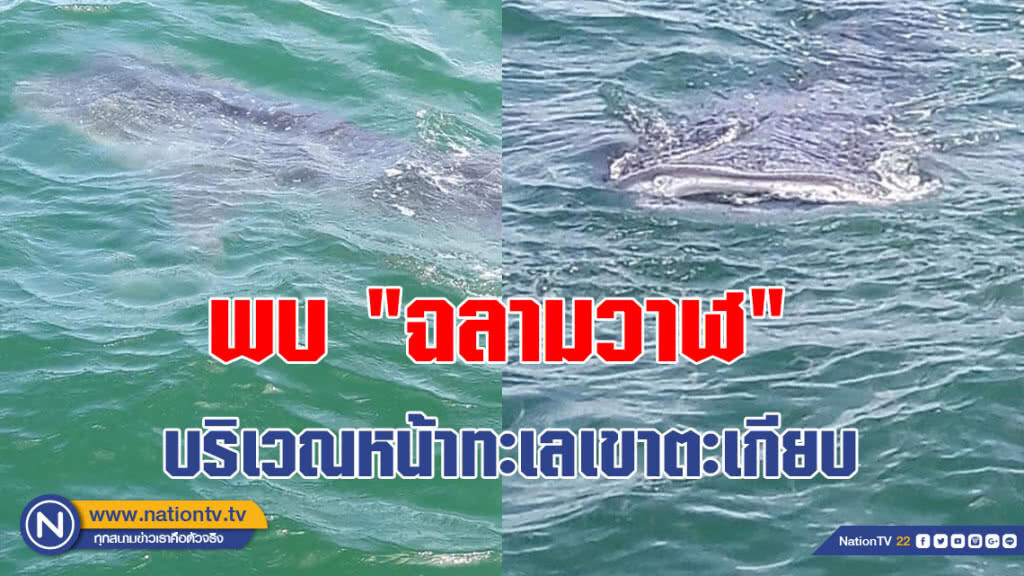 (คลิป) พบ "ฉลามวาฬ" เข้ามาว่ายหากินลูกปลาบริเวณหน้าทะเลเขาตะเกียบ