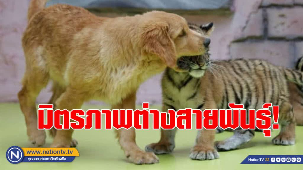 มิตรภาพต่างสายพันธุ์! แม่สุนัขให้นมลูกเสือ-สิงโต-ไฮยีน่า ที่โดนทิ้งในสวนสัตว์จีน