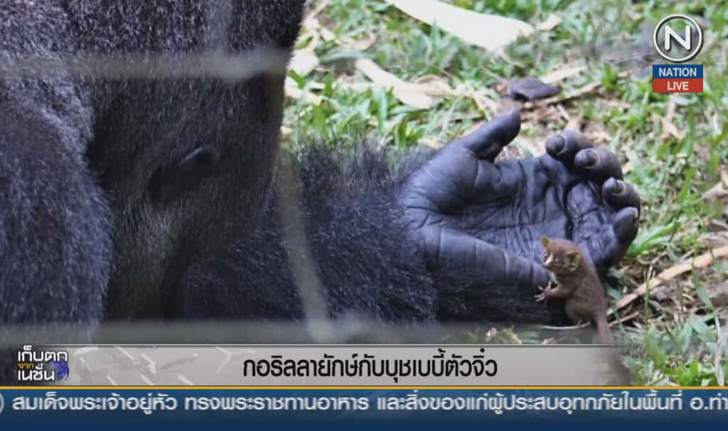 (คลิปข่าว) กอริลลายักษ์ กับบุชเบบี้ตัวจิ๋ว (คลิปข่าว) กอริลลายักษ์ กับบุชเบบี้ตัวจิ๋ว