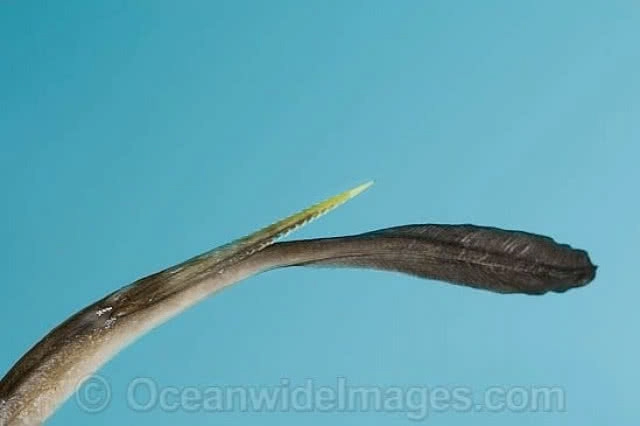 ข่าวดังในอดีต! สลด "สตีฟ เออร์วิน"  นักล่าจระเข้ชื่อดังโดนหางปลากระเบนแทงทะลุหัวใจดับ