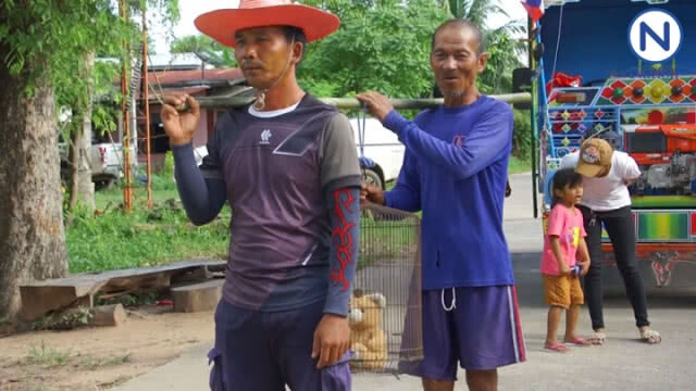 ชาวโคราชใช้ตุ๊กตาหมี....แห่ขอฝนแทนแมว